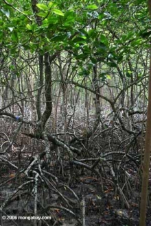 Mangrovemetsä ekosysteemi